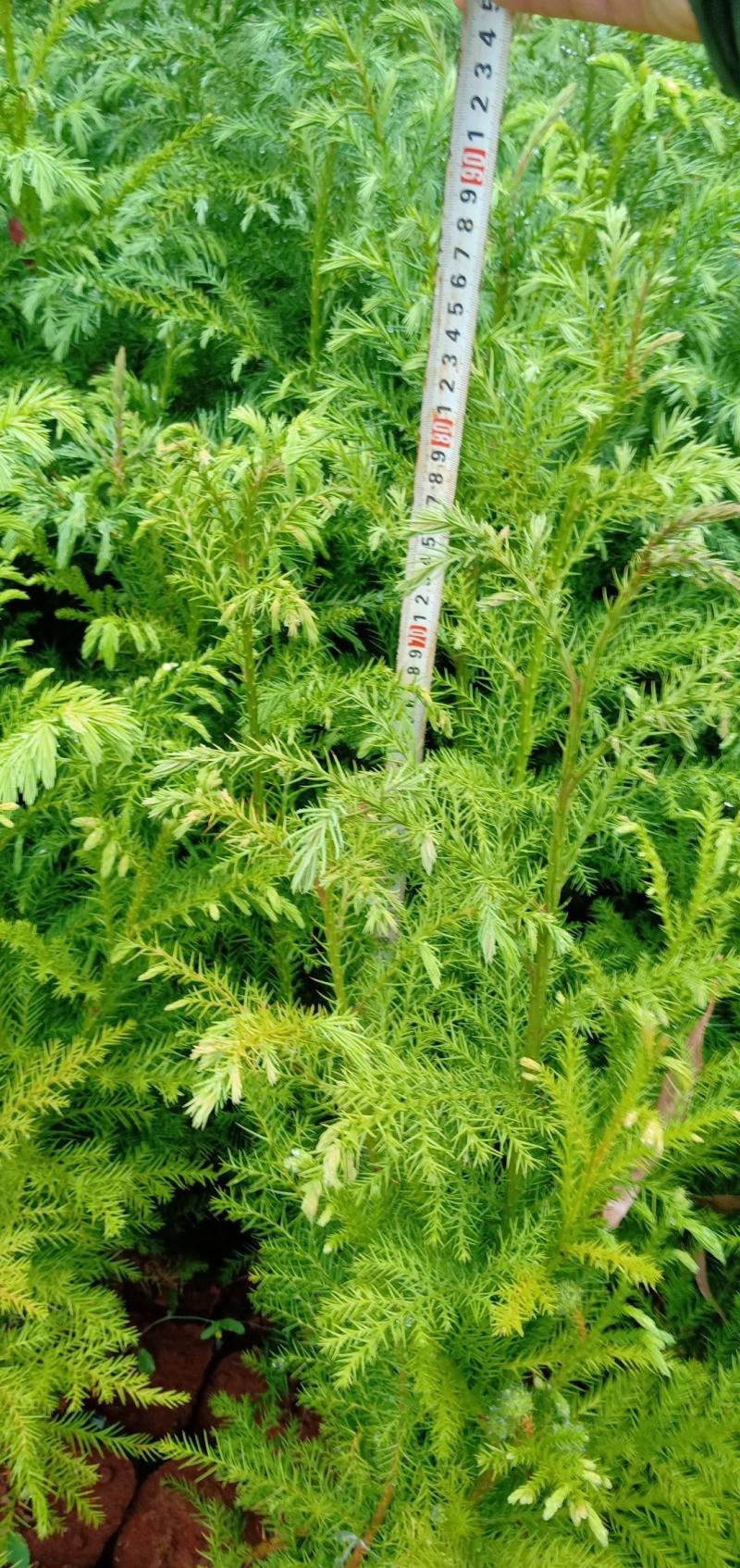 柳杉苗，（马尾杉）刺杉（杉树苗）20分以上有现货，要的联
