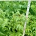 柳杉苗，（马尾杉）刺杉（杉树苗）20分以上有现货，要的联