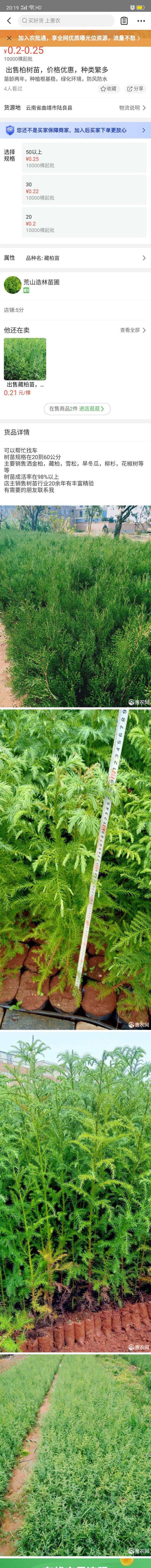 柳杉苗，（马尾杉）刺杉（杉树苗）20分以上有现货，要的联