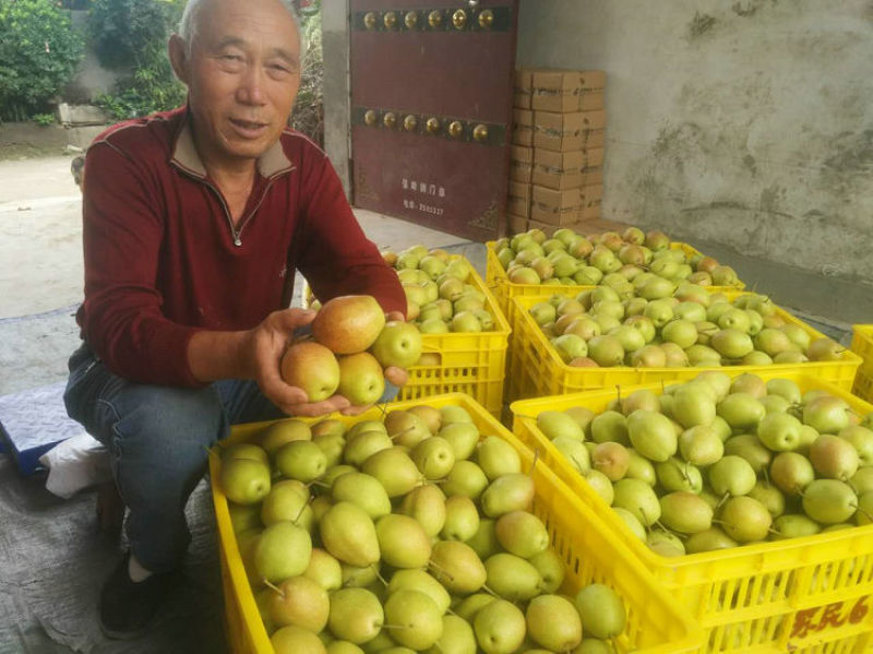 陕西蒲城早酥梨/一件代发/红香酥/砀山酥梨库尔勒香梨