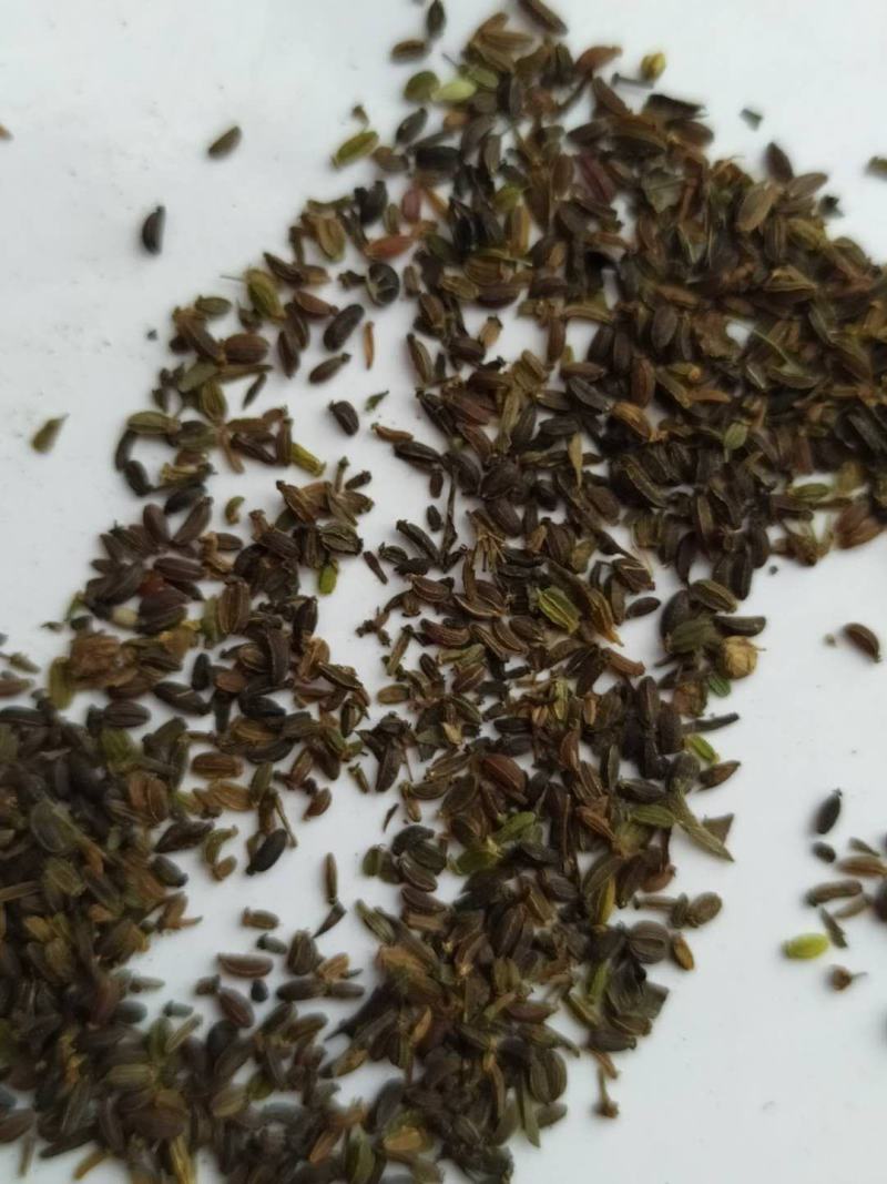 银柴胡种子，黑柴胡种子下树了发芽率高，带批发