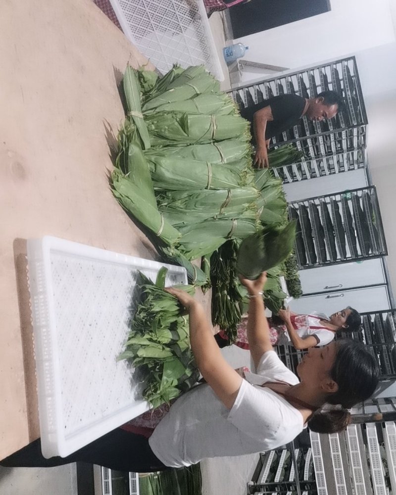 干粽叶烘干粽叶贵州干粽叶