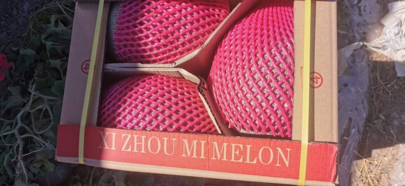 【精品】甘肃万亩哈密瓜，西州蜜25号原厂地发货电商合作。