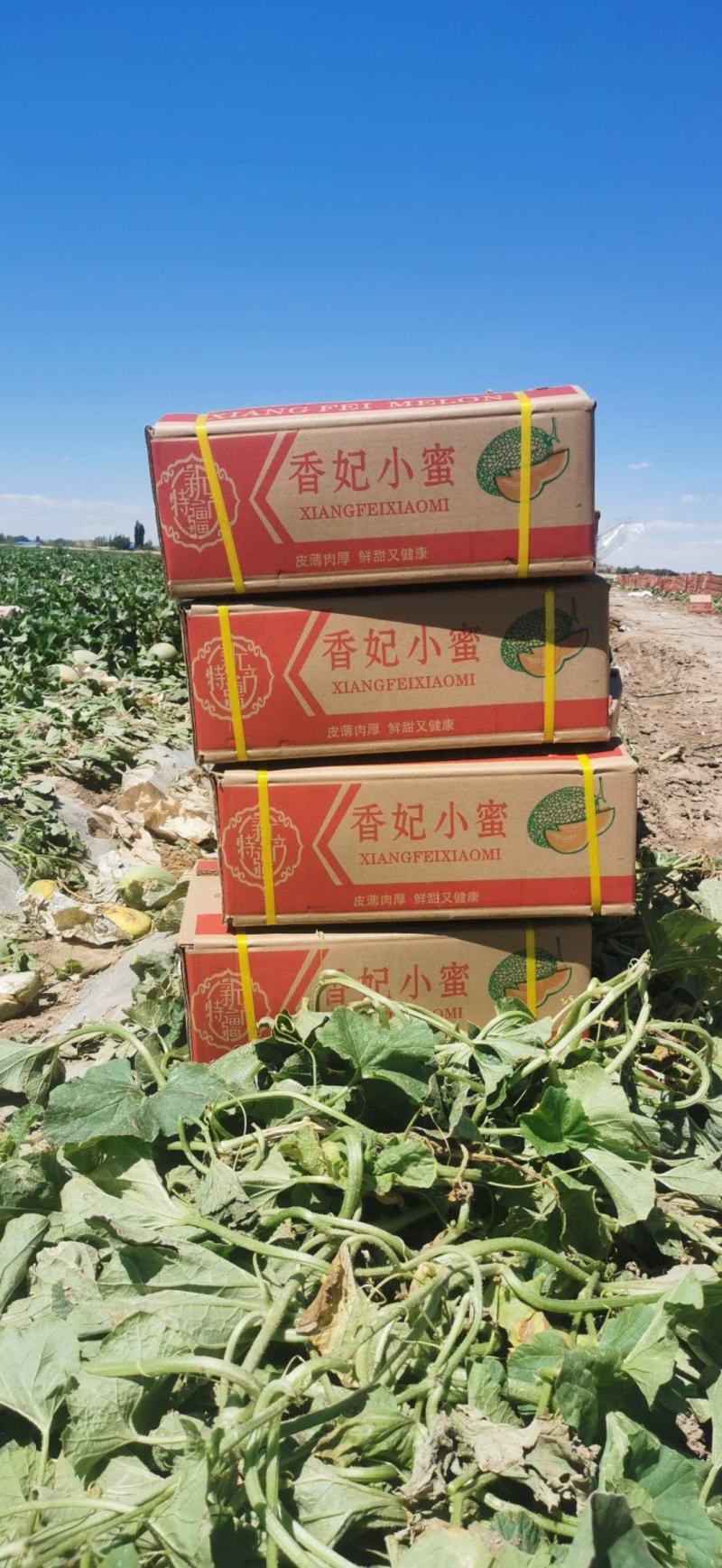 【精品】甘肃万亩哈密瓜，西州蜜25号原厂地发货电商合作。