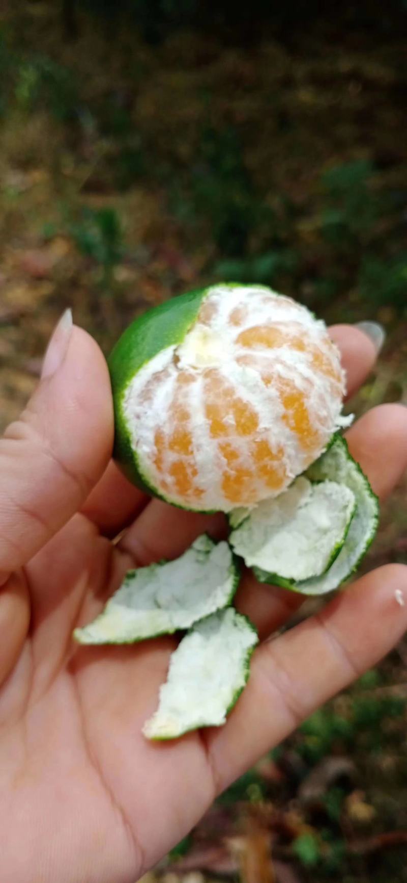 【优质】湖南郴州资兴东江湖特早蜜橘汁多化渣水份足实地看货