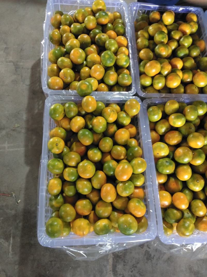 【优质】湖南郴州资兴东江湖特早蜜橘汁多化渣水份足实地看货