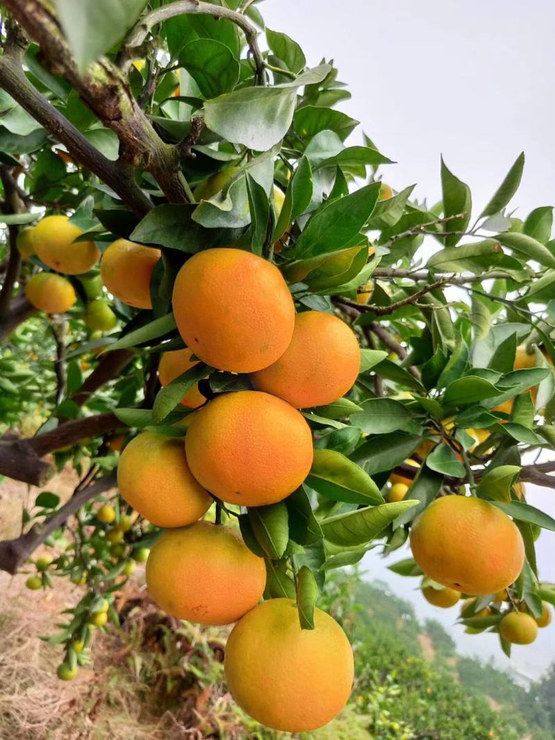 【优质】湖南郴州资兴东江湖特早蜜橘汁多化渣水份足实地看货