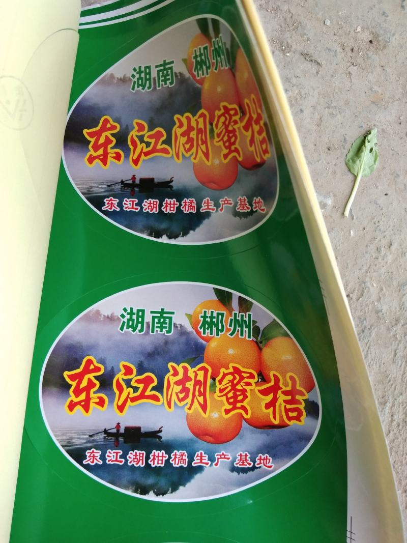 【优质】湖南郴州资兴东江湖特早蜜橘汁多化渣水份足实地看货