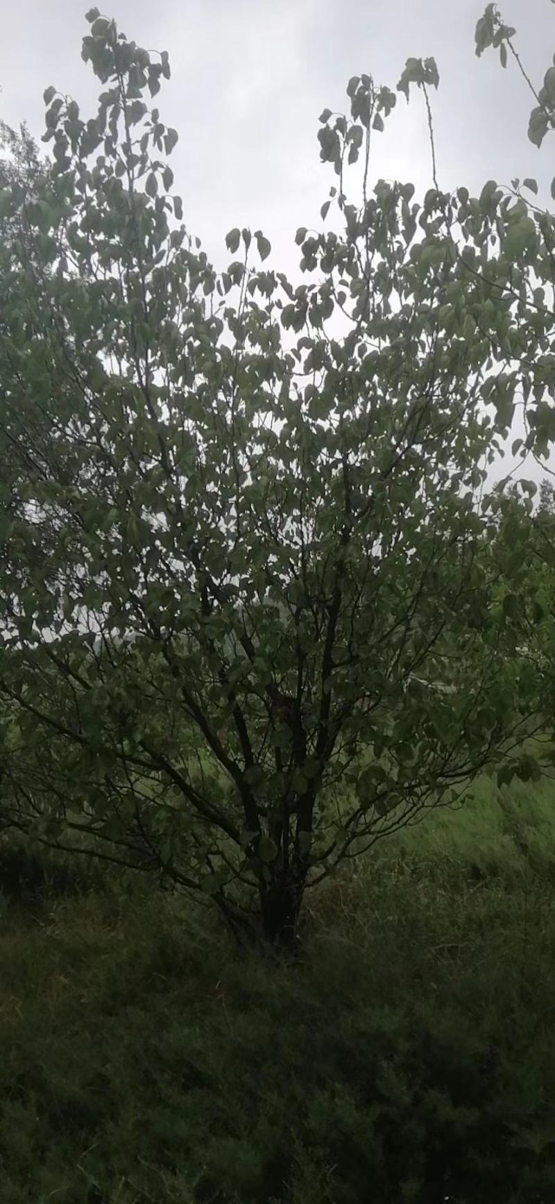 陕西省精品精品杏树大量供应