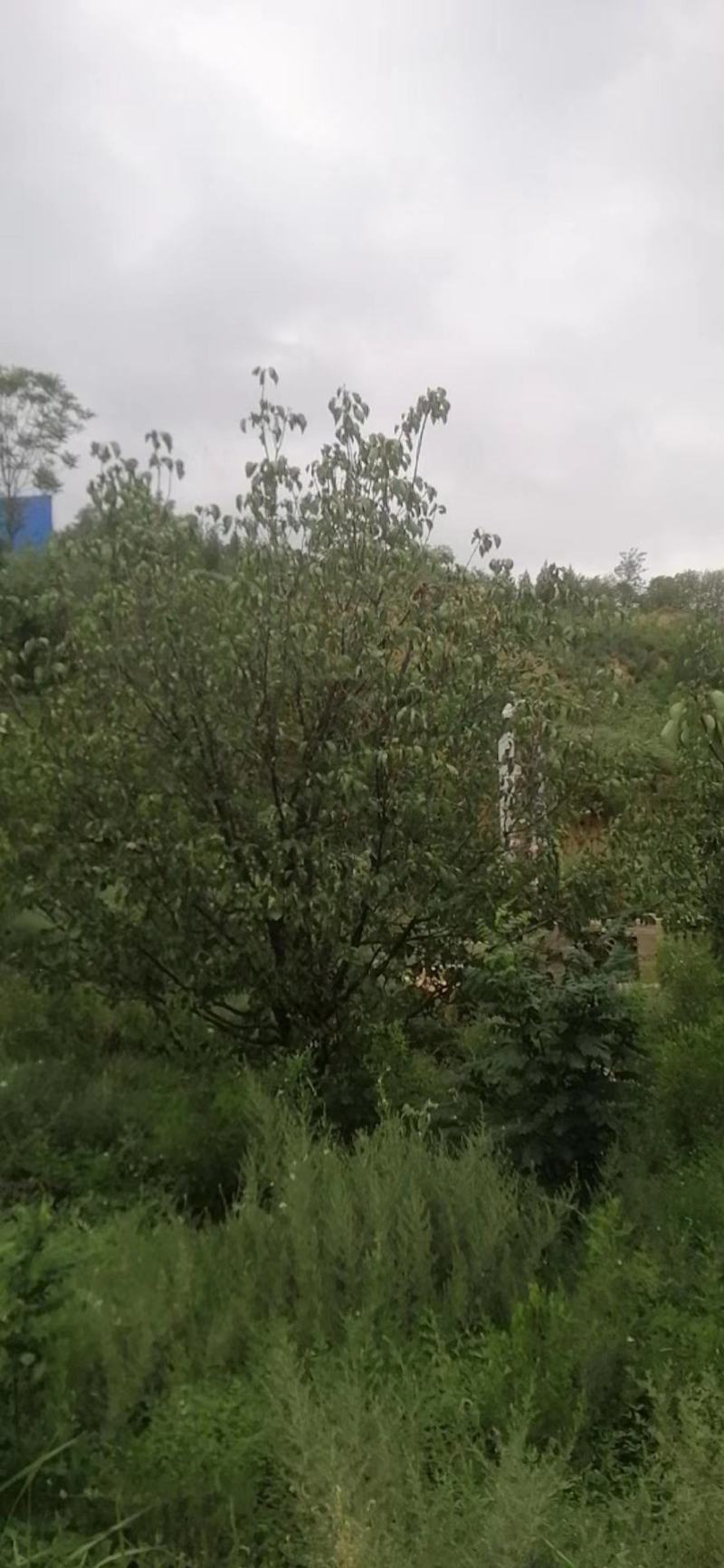 陕西省精品精品杏树大量供应