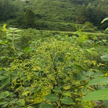 药材基地直供高产中花吴茱萸，长期供应扦插苗，根生苗。