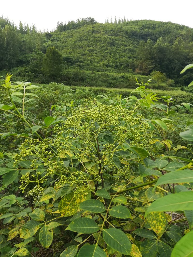 药材基地直供高产中花吴茱萸，长期供应扦插苗，根生苗。
