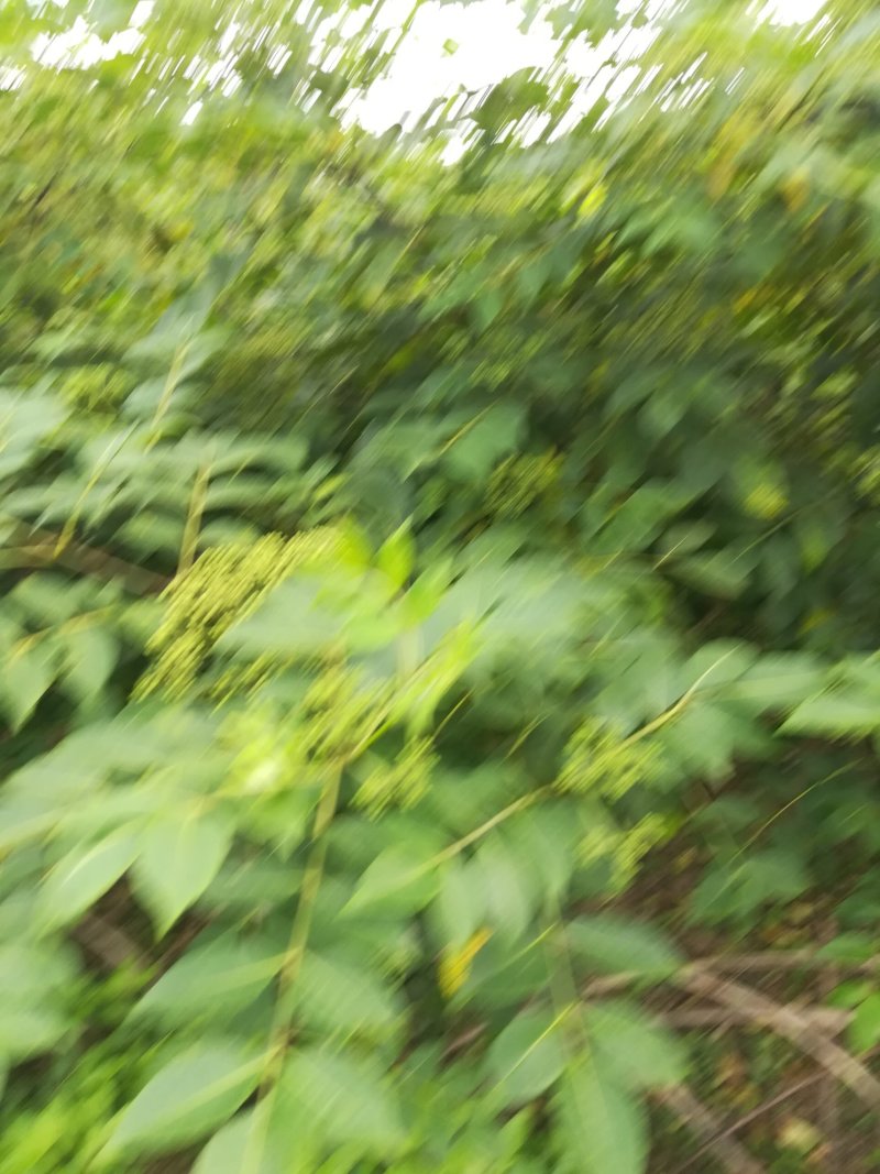 药材基地直供高产中花吴茱萸，长期供应扦插苗，根生苗。