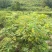 药材基地直供高产中花吴茱萸，长期供应扦插苗，根生苗。