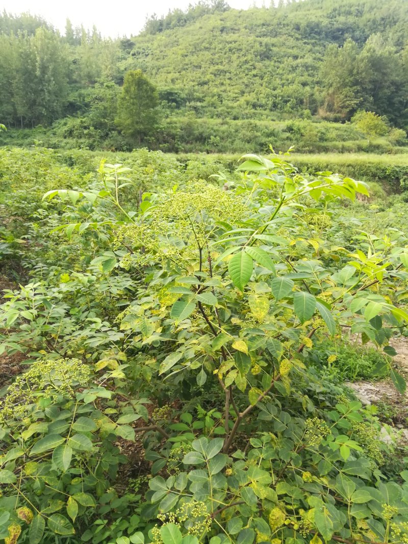 药材基地直供高产中花吴茱萸，长期供应扦插苗，根生苗。