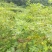 药材基地直供高产中花吴茱萸，长期供应扦插苗，根生苗。