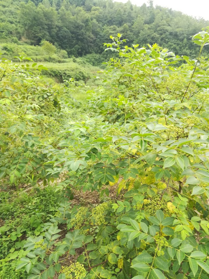 药材基地直供高产中花吴茱萸，长期供应扦插苗，根生苗。