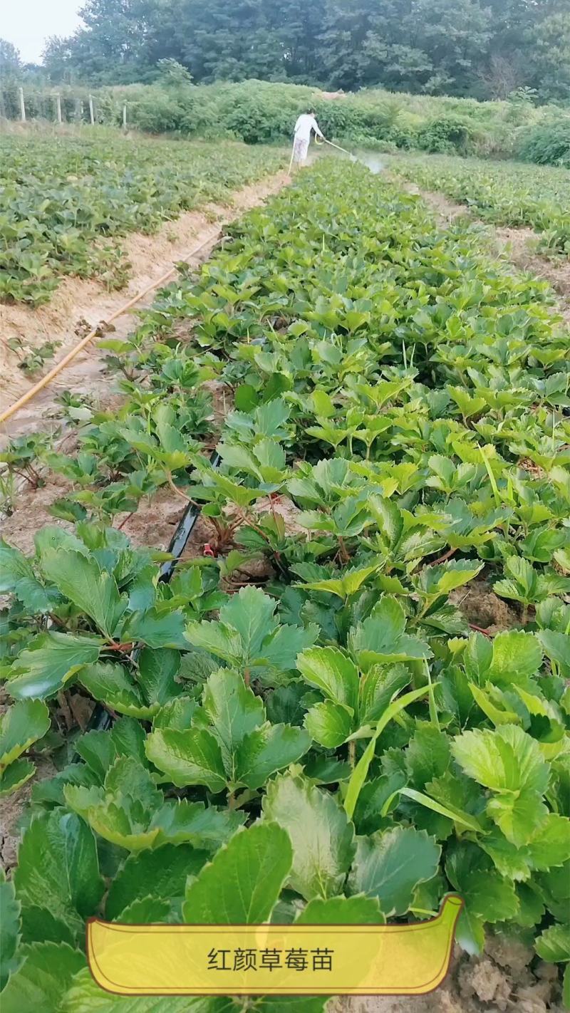 精品★红颜草莓苗★【各品种齐全】✔根壮茎粗✔免费技术指导