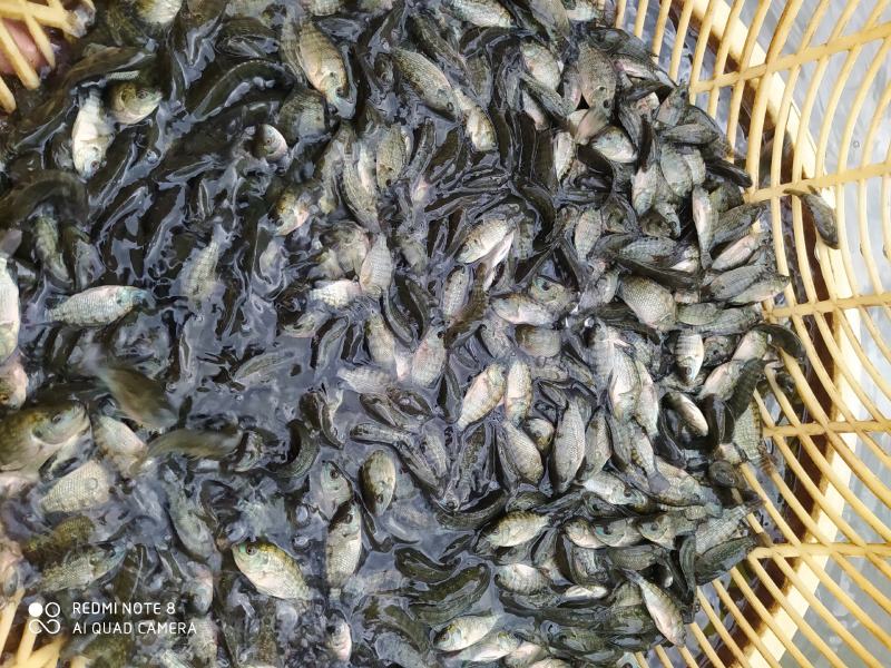 万合水产养殖有限公司出售优良品种罗非鱼苗