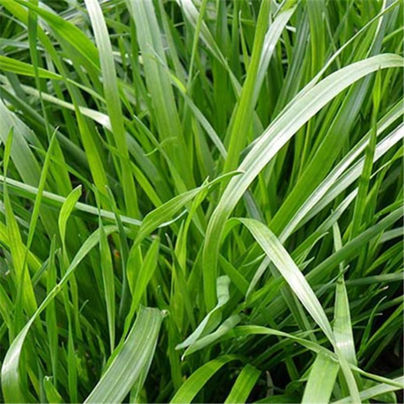 进口黑麦草多年生种子耐寒宽叶牧草牛羊鸡鸭鹅鱼四季草