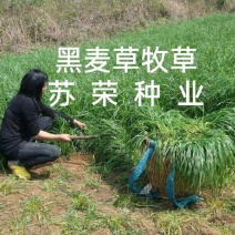 进口黑麦草多年生种子耐寒宽叶牧草牛羊鸡鸭鹅鱼四季草