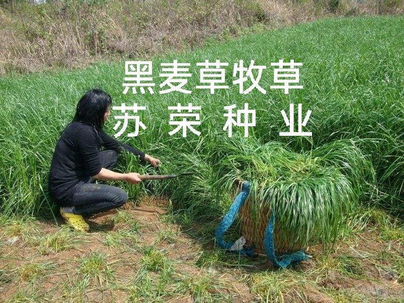 进口黑麦草多年生种子耐寒宽叶牧草牛羊鸡鸭鹅鱼四季草