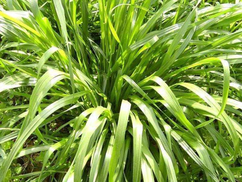 进口黑麦草多年生种子耐寒宽叶牧草牛羊鸡鸭鹅鱼四季草
