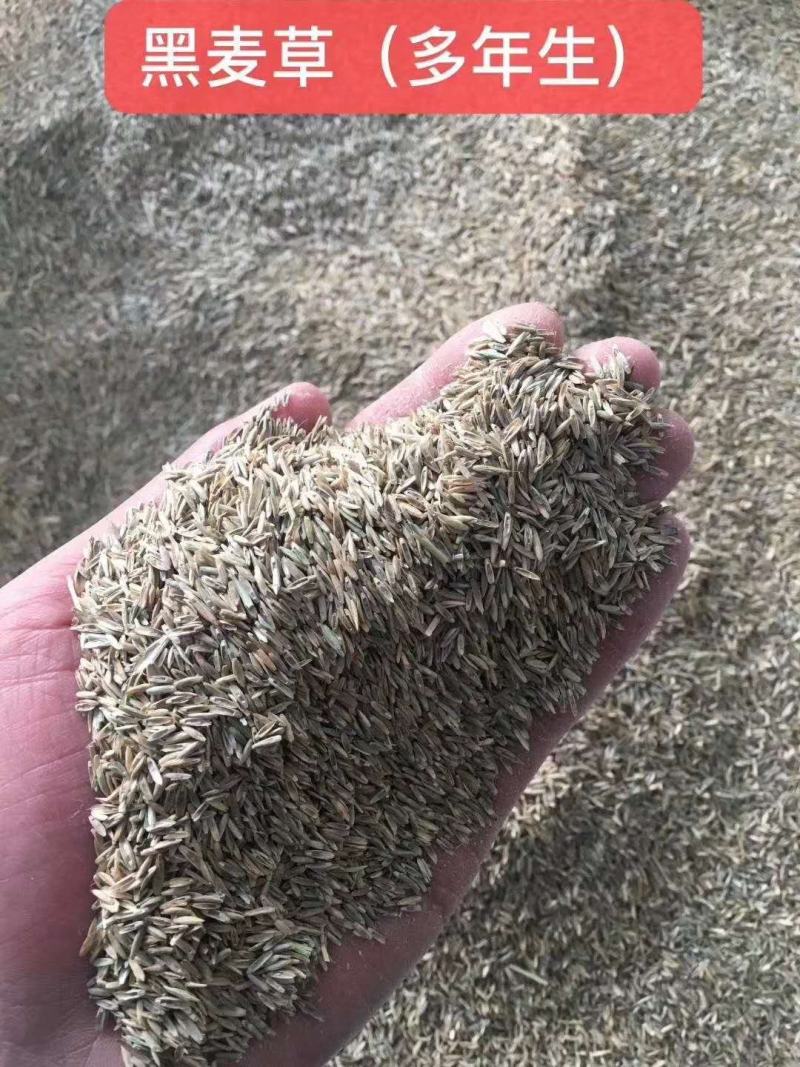 进口黑麦草多年生种子耐寒宽叶牧草牛羊鸡鸭鹅鱼四季草