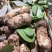 松茸野生美食供应商