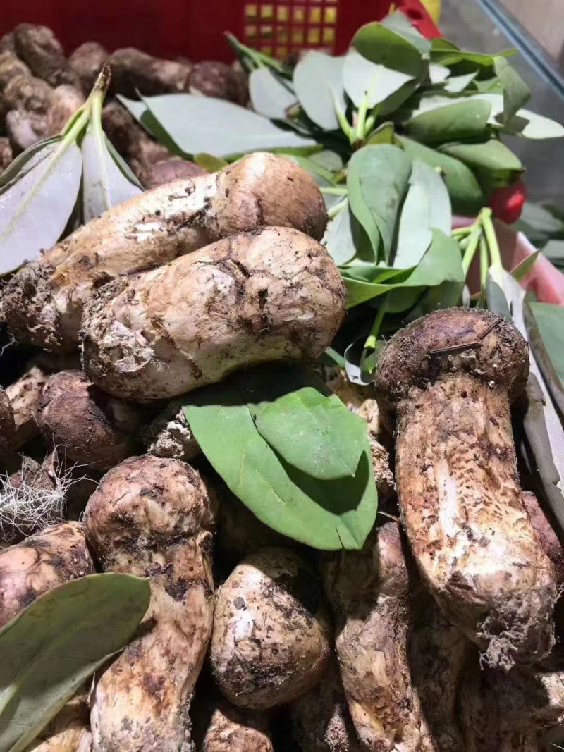 松茸野生美食供应商