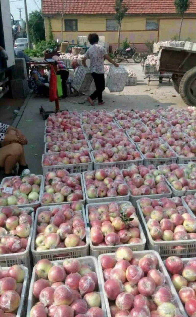 美八苹果山东苹果产地果园现场采摘口感脆甜保质保量