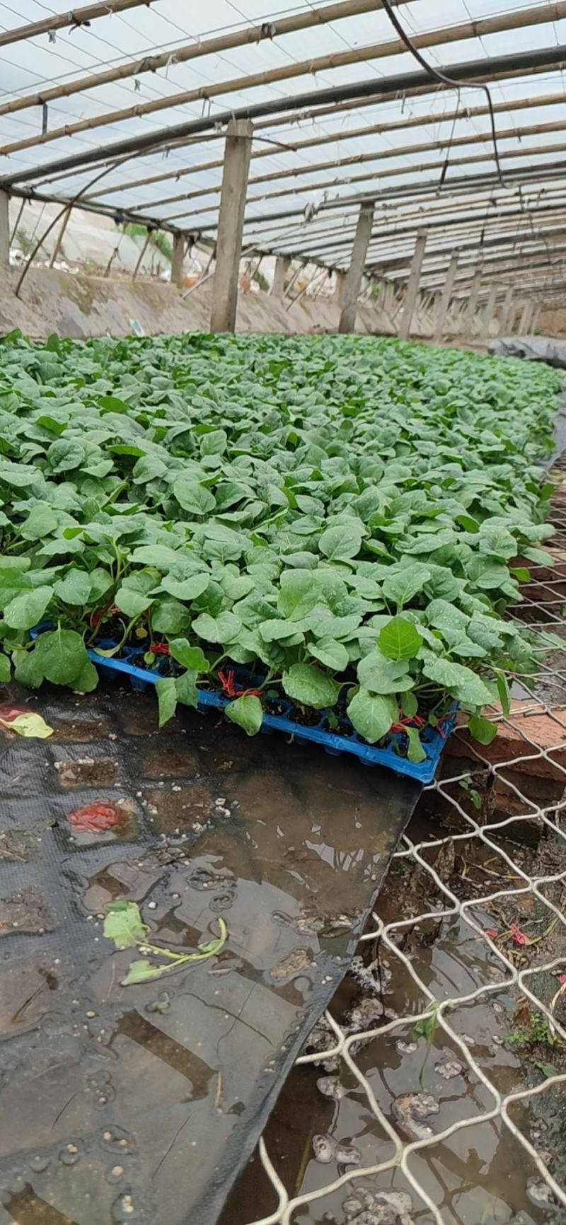 茄子苗代育茄子苗嫁接茄子苗自根茄子苗