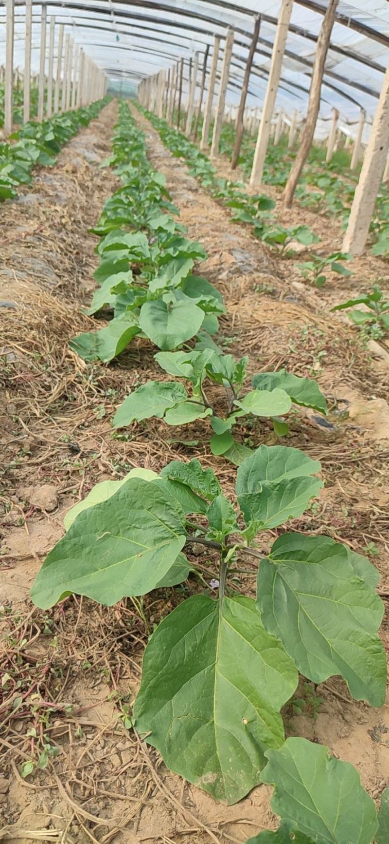 茄子苗代育茄子苗嫁接茄子苗自根茄子苗
