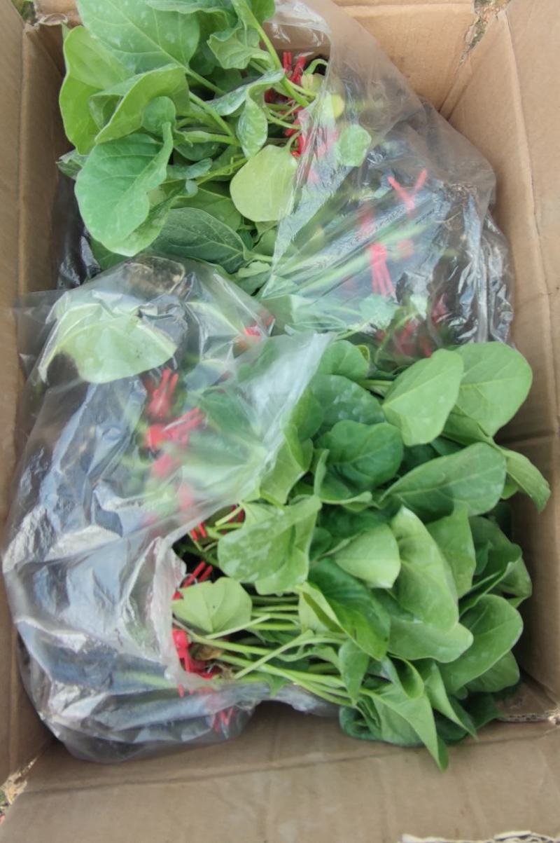 现货代育茄子苗嫁接苗自根苗青茄子苗