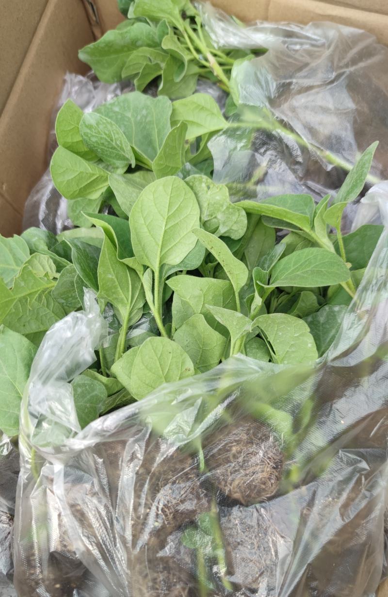 现货代育茄子苗嫁接苗自根苗青茄子苗