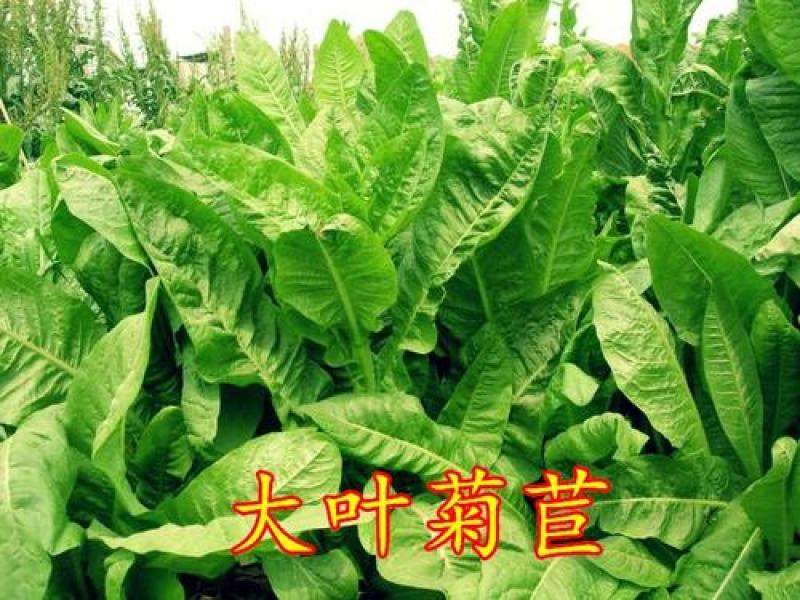 菊苣多年生种籽大叶多年生四季牧草种子鱼羊牛兔鸡