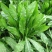 菊苣多年生种籽大叶多年生四季牧草种子鱼羊牛兔鸡