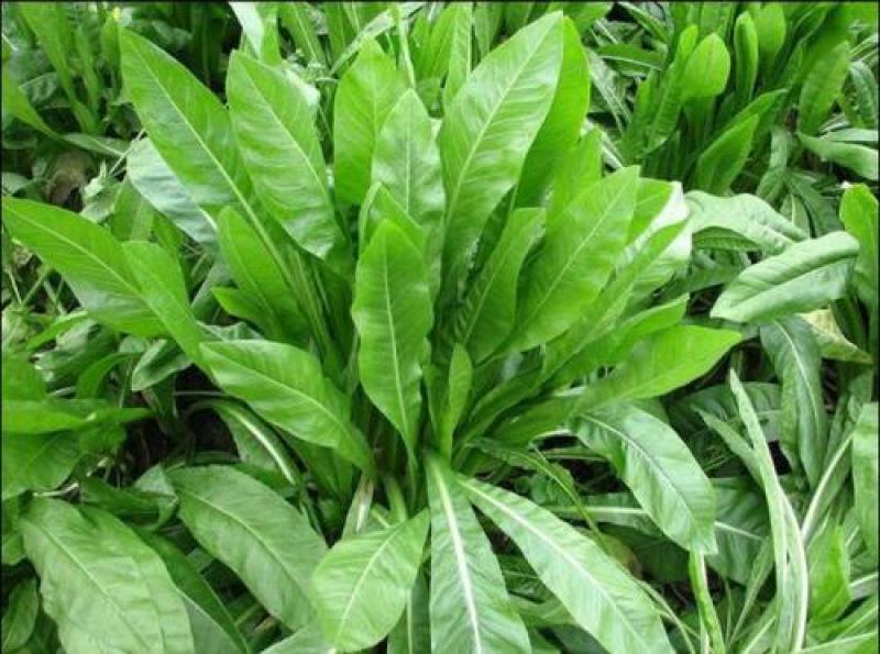 菊苣多年生种籽大叶多年生四季牧草种子鱼羊牛兔鸡