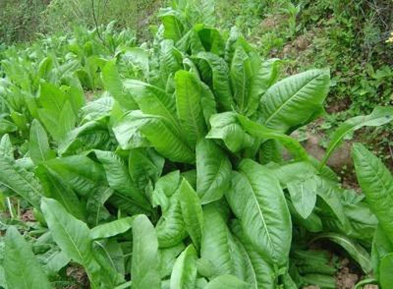菊苣多年生种籽大叶多年生四季牧草种子鱼羊牛兔鸡