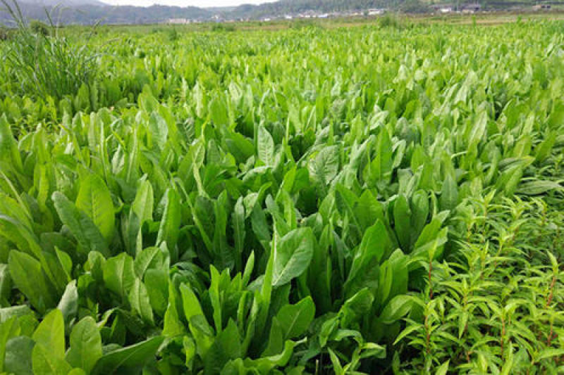 菊苣多年生种籽大叶多年生四季牧草种子鱼羊牛兔鸡