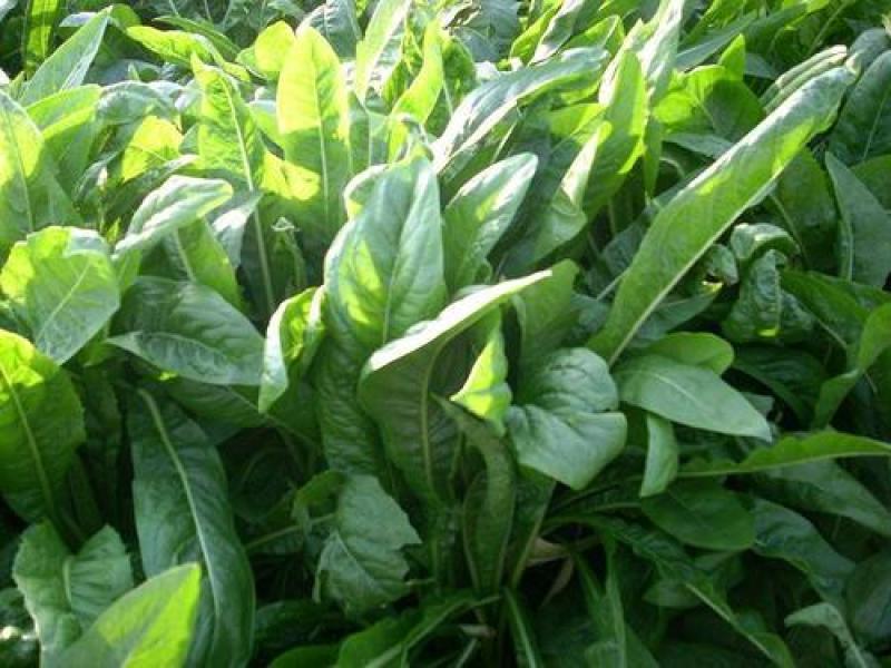 菊苣多年生种籽大叶多年生四季牧草种子鱼羊牛兔鸡