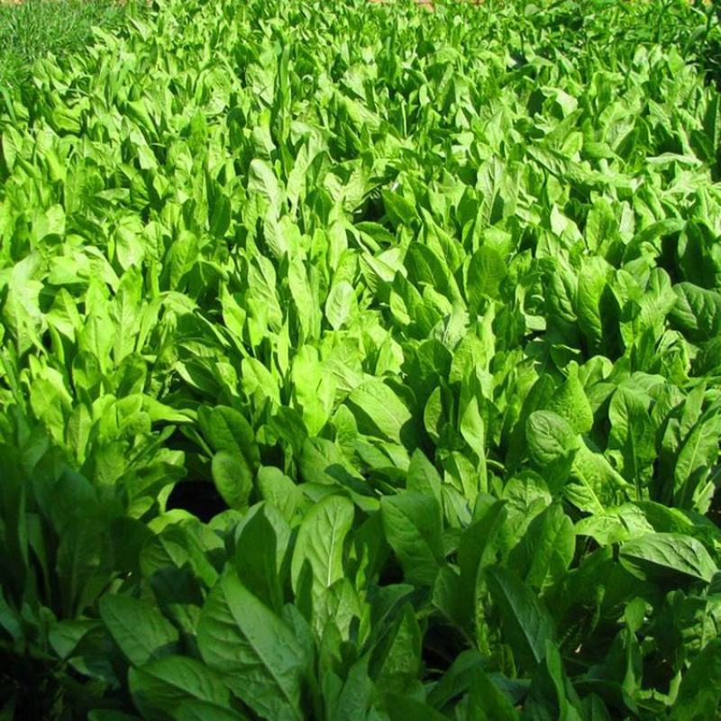 菊苣多年生种籽大叶多年生四季牧草种子鱼羊牛兔鸡