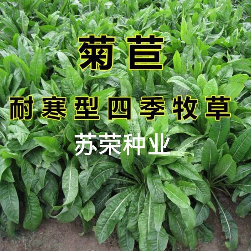 菊苣多年生种籽大叶多年生四季牧草种子鱼羊牛兔鸡
