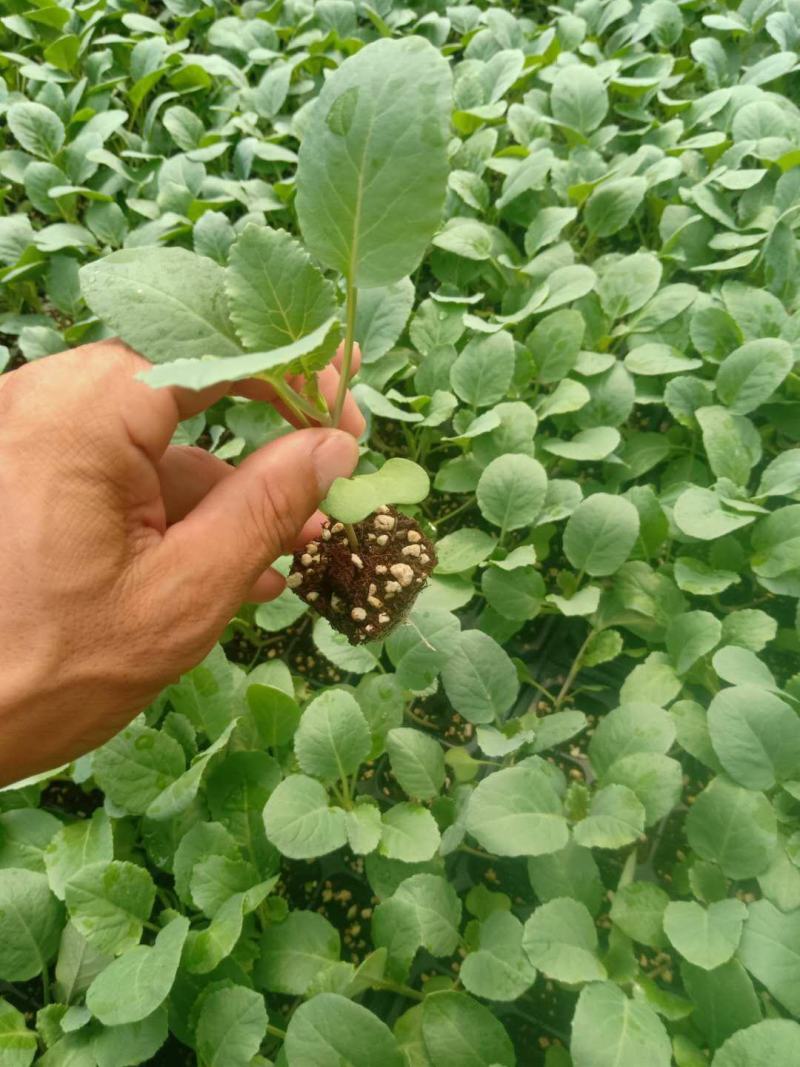 接受预定甘蓝苗花菜苗西兰花苗耐寒优秀