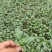 接受预定甘蓝苗花菜苗西兰花苗耐寒优秀