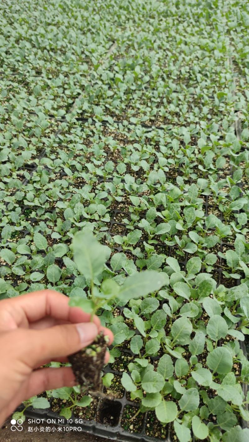 接受预定甘蓝苗花菜苗西兰花苗耐寒优秀