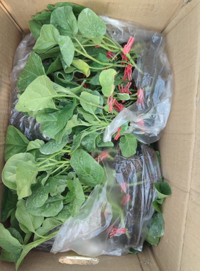 青茄苗紫茄子苗自根苗嫁接苗线茄苗预定中
