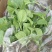 青茄苗紫茄子苗自根苗嫁接苗线茄苗预定中
