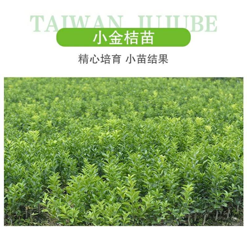 【带果】小金桔苗树苗嫁接苗柑桔苗小金橘子苗四季盆栽地栽