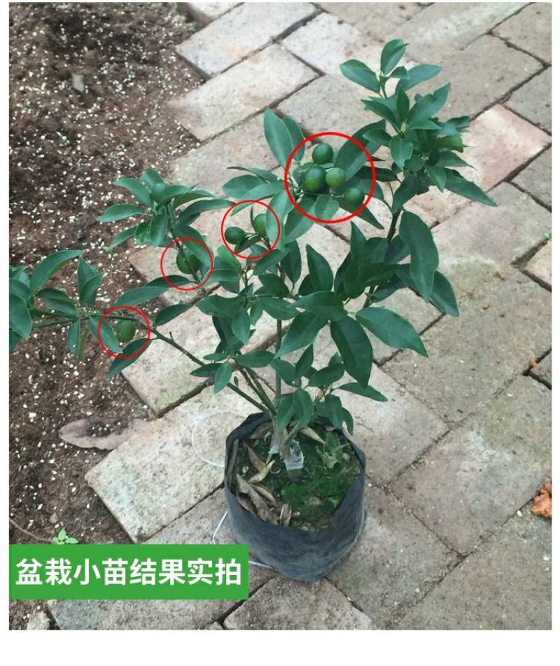 【带果】小金桔苗树苗嫁接苗柑桔苗小金橘子苗四季盆栽地栽